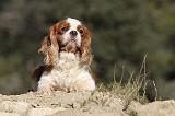 CAVALIER KING CHARLES 286